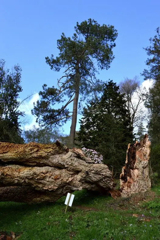 Amazing Cork Oak from Killerton house DevonPens