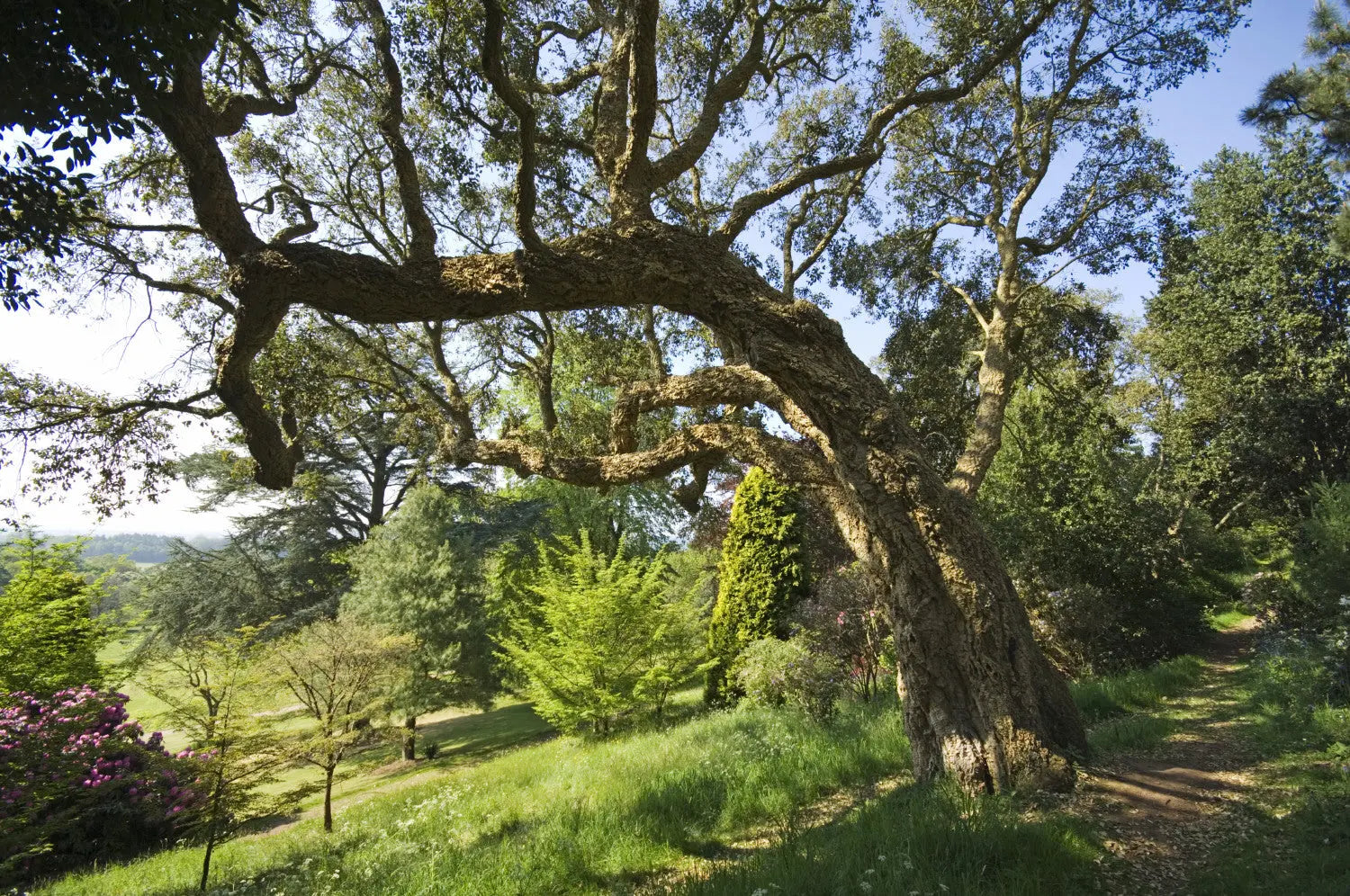 Killerton Cork Oak - National trust, Exeter DevonPens